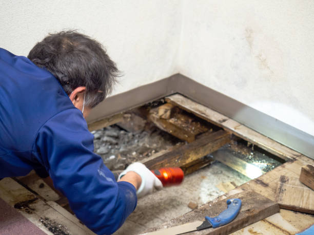 Best Commercial Mold Removal  in Ansonia, CT