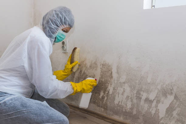 Mold Removal and Inspection in Ansonia, CT