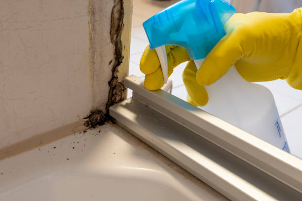 Ansonia, CT Mold Removal Company