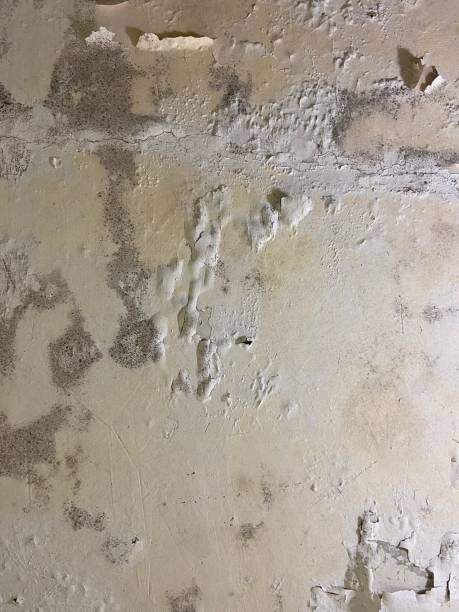 Best Crawl Space Mold Removal  in Ansonia, CT