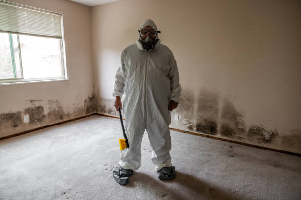 Best Same-Day Mold Removal  in Ansonia, CT