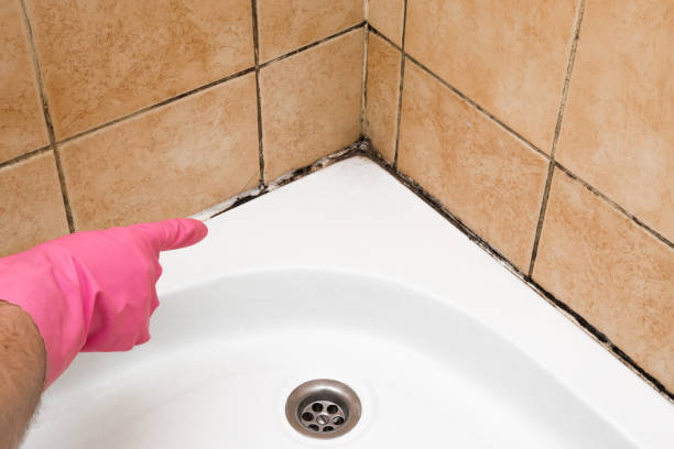 Best Professional Mold Removal  in Ansonia, CT